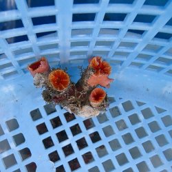 画像1: 《近海産海洋生物》オオエダキサンゴ（画像の個体です）001