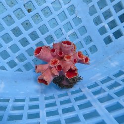 画像2: 《近海産海洋生物》オオエダキサンゴ（画像の個体です）001