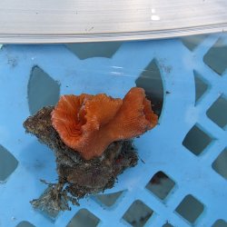 画像1: 《近海産海洋生物》キサンゴの仲間（画像の個体です）001