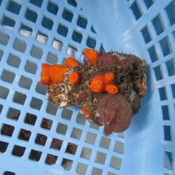 画像2: 《近海産海洋生物》エントウキサンゴ（画像の個体です）001