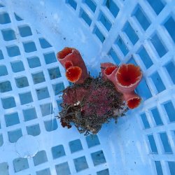 画像2: 《近海産海洋生物》オオエダキサンゴ（画像の個体です）001