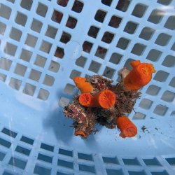 画像2: 《近海産海洋生物》エントウキサンゴ（画像の個体です）001