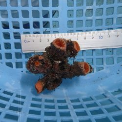 画像2: 《近海産海洋生物》オオエダキサンゴ（画像の個体です）001