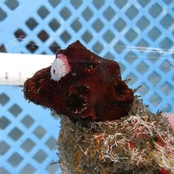画像1: 《近海産海洋生物》ナンヨウキサンゴ（画像の個体です）001