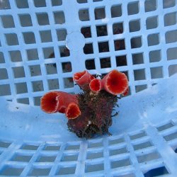 画像1: 《近海産海洋生物》オオエダキサンゴ（画像の個体です）001