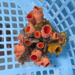 画像2: 《近海産海洋生物》オオエダキサンゴ（画像の個体です）001