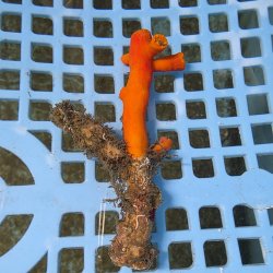 画像1: 《近海産海洋生物》エントウキサンゴ（画像の個体です）001