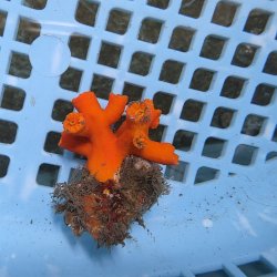 画像2: 《近海産海洋生物》エントウキサンゴ（画像の個体です）001