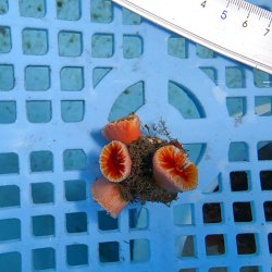 画像2: 《近海産海洋生物》ハナタテ（M4本付き）001