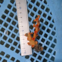 画像2: 《近海産海洋生物》オキノセキサンゴ（画像の個体です）001