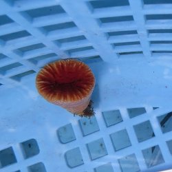 画像1: 《近海産海洋生物》ハナタテ（Mサイズ）001