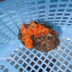 画像2: 《近海産海洋生物》オオイボヤギ（画像の個体です）001