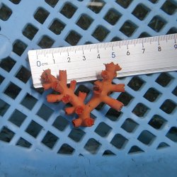 画像3: 《近海産海洋生物》ボシュマキサンゴ（画像の個体です）001
