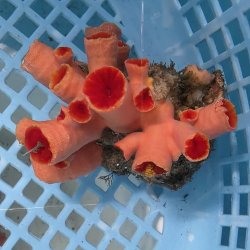 画像2: 《近海産海洋生物》オオエダキサンゴ（画像の個体です）001