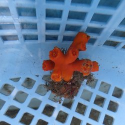画像1: 《近海産海洋生物》エントウキサンゴ（画像の個体です）001