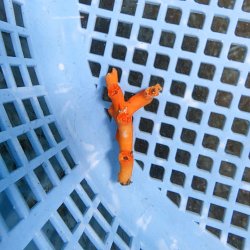 画像1: 《近海産海洋生物》オキノセキサンゴ（画像の個体です）001