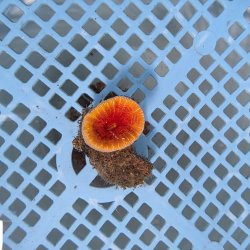 画像2: 《近海産海洋生物》ハナタテ（XLサイズ）001