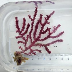 画像1: 《近海産海洋生物》（画像の個体です）トゲナシヤギ（パープル系）‥強い光は必要ありません（室内灯程度で十分です）