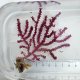 《近海産海洋生物》（画像の個体です）トゲナシヤギ（パープル系）‥強い光は必要ありません（室内灯程度で十分です）