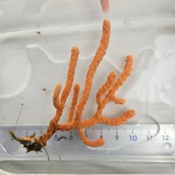 画像1: 《近海産海洋生物》（画像の個体です）フトヤギ（オレンジ系）‥強い光は必要ありません（室内灯程度で十分です）