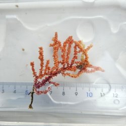 画像1: 《近海産海洋生物》（画像の個体です）トゲナシヤギ（オレンジ系）‥強い光は必要ありません（室内灯程度で十分です）
