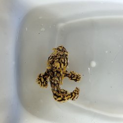 画像1: 《近海産海水魚》ハナオコゼ（画像の個体です）…ハンドコート採取
