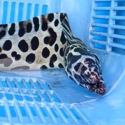 画像11: 《近海産海水魚》☆熊野灘産☆ニセゴイシウツボ（画像の激美個体です）…当店ハンドコート採取‥サマーセール中！！