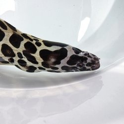 画像13: 《近海産海水魚》☆熊野灘産☆ニセゴイシウツボ（画像の激美個体です）…当店ハンドコート採取‥サマーセール中！！