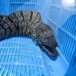 画像1: 《近海産海水魚》☆★ハワイウツボ（画像の個体です）…ハンドコート採取