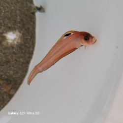 画像2: 《近海産海水魚》【ウルトラレア】アカタチ属の幼魚（未同定）…深海ハンドコート採取