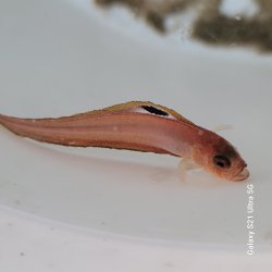 画像1: 《近海産海水魚》【ウルトラレア】アカタチ属の幼魚（未同定）…深海ハンドコート採取