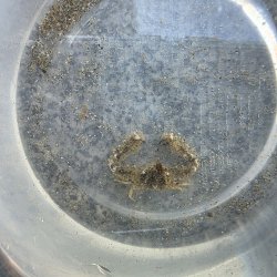 画像1: 《近海産甲殻類》【珍サイズ】ホソウデヒシガニ(画像の個体です)・・当店ハンドコート採取