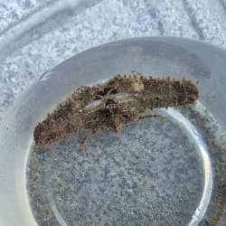画像3: 《近海産甲殻類》【珍サイズ】ホソウデヒシガニ(画像の個体です)・・当店ハンドコート採取