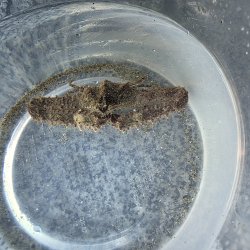 画像1: 《近海産甲殻類》【珍サイズ】ホソウデヒシガニ(画像の個体です)・・当店ハンドコート採取
