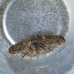 画像2: 《近海産甲殻類》【珍サイズ】ホソウデヒシガニ(画像の個体です)・・当店ハンドコート採取