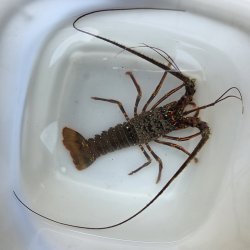 画像2: 《近海産甲殻類》イセエビ（SMサイズ）…ハンドコート採取