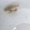 画像5: 《近海産海水魚》ハナオコゼ（画像の個体です）…ハンドコート採取 (5)