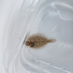 画像1: 《近海産海水魚》ガンゾウヒラメ幼魚