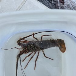 画像3: 《近海産甲殻類》イセエビ（SMサイズ）…ハンドコート採取