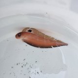《近海産海水魚》【珍】インドアカタチ…ハンドコート採取