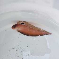 画像1: 《近海産海水魚》【珍】インドアカタチ…ハンドコート採取