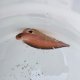 《近海産海水魚》【珍】インドアカタチ（尾鰭に損傷有）…ハンドコート採取
