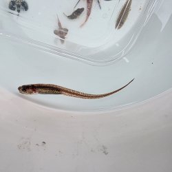 画像2: 《近海産海水魚》【ウルトラレア】カクレウオ…ハンドコート採取