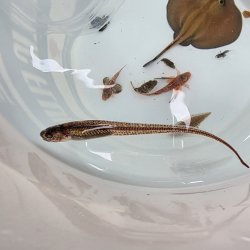 画像4: 《近海産海水魚》【ウルトラレア】カクレウオ…ハンドコート採取