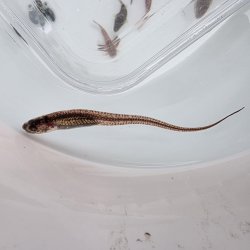 画像3: 《近海産海水魚》【ウルトラレア】カクレウオ…ハンドコート採取