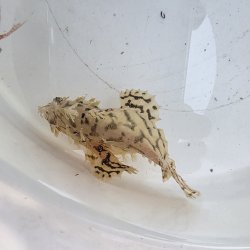 画像2: 《近海産海水魚》ハナオコゼ（画像の個体です）…ハンドコート採取