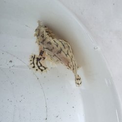 画像4: 《近海産海水魚》ハナオコゼ（画像の個体です）…ハンドコート採取