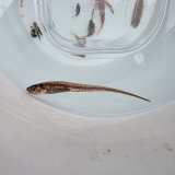 《近海産海水魚》【ウルトラレア】カクレウオ…ハンドコート採取