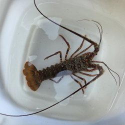 画像4: 《近海産甲殻類》イセエビ（SMサイズ）…ハンドコート採取