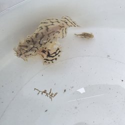 画像3: 《近海産海水魚》ハナオコゼ（画像の個体です）…ハンドコート採取